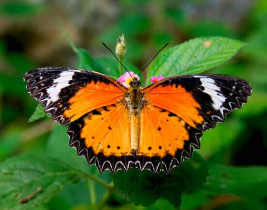 Kuala Lumpur Butterfly Park