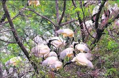 Keoladeo National Park faces survival threat