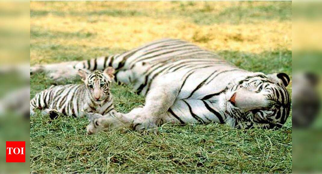 Roar- Tigers Of The Sundarbans: Giving the audience a peek into the ...
