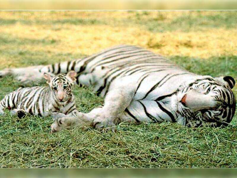 Roar- Tigers Of The Sundarbans: Giving the audience a peek into the