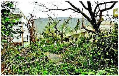 Hudhud strips Visakhapatnam of its green cover