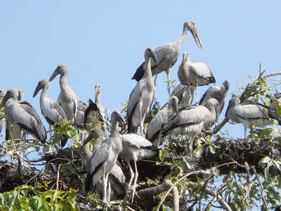 70 migratory birds found dead in Chhattisgarh