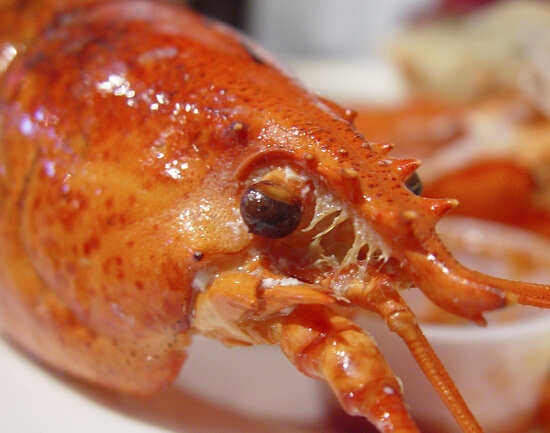 Humarhusid (The Lobster House)