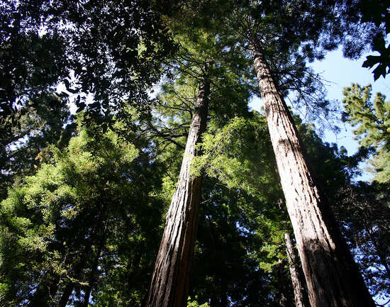 Muir Woods National Monument