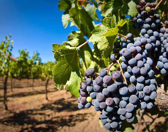 Go wine-tasting in Napa Valley