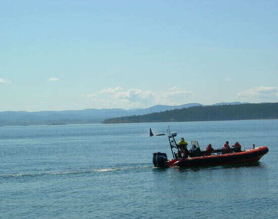 Go whale watching