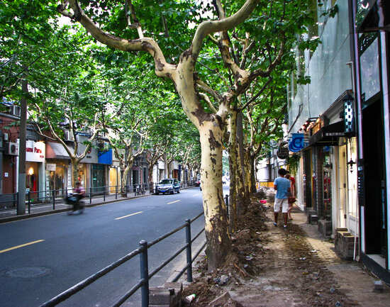 French Concession Shopping