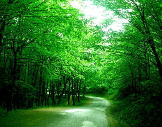 Belgrade Forest