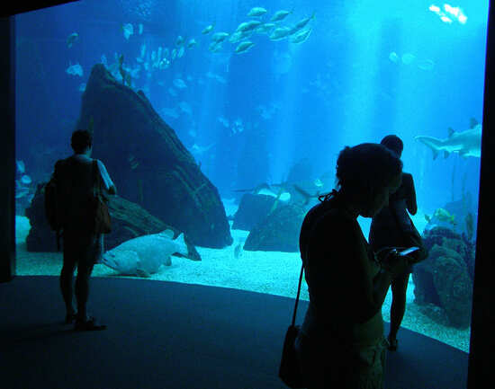 The Lisbon Oceanarium