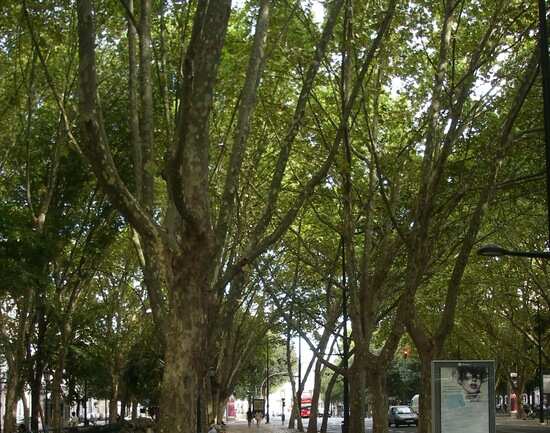 Avenida da Liberdade