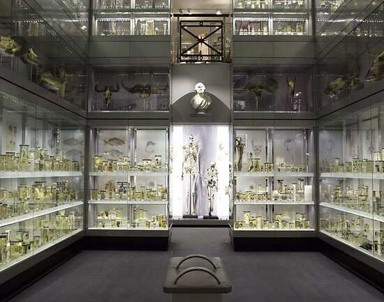 The Hunterian Museum