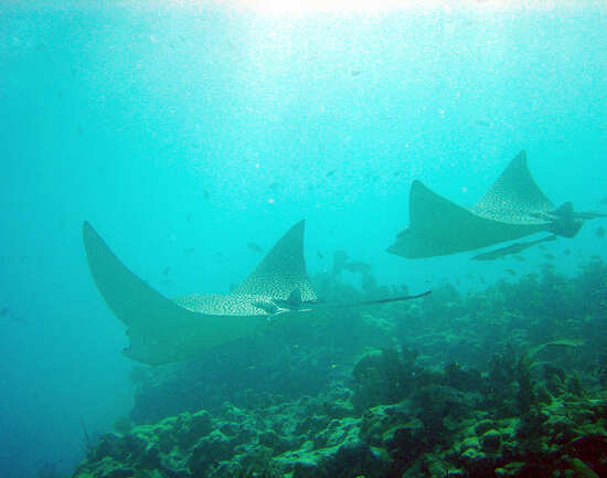 Dive the coral reef