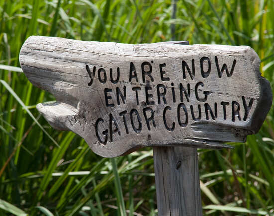 Explore the Swamp