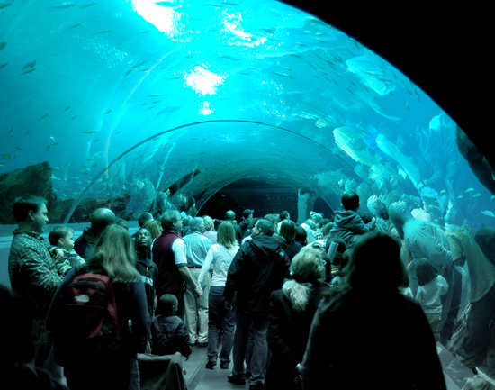 Georgia Aquarium, Atlanta, Georgia, USA – Museum Review