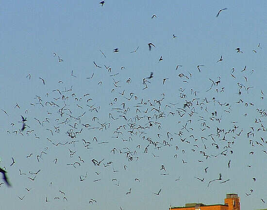 Congress Bridge Bats
