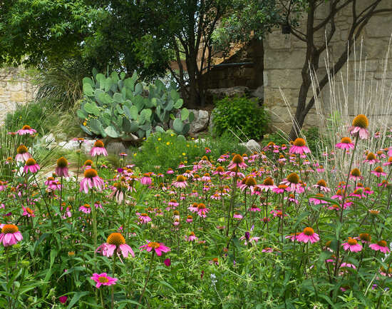 Lady Bird Johnson Wildflower Center