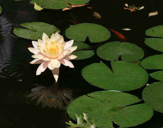 Zilker Botanical Garden