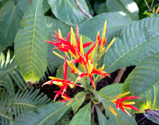 Berlin Botanical Garden