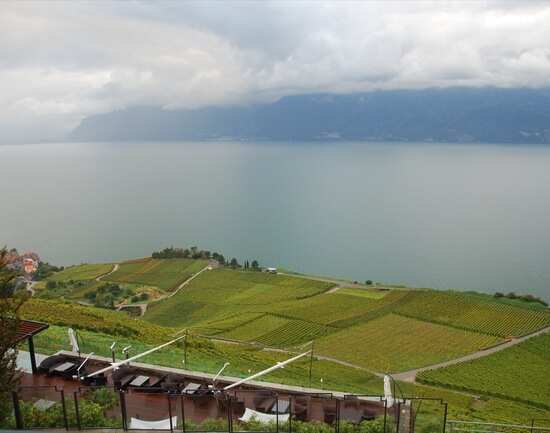 Lavaux Vineyard Terraces
