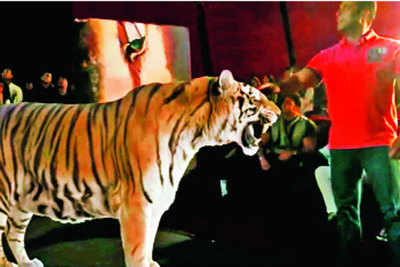 Salman Khan pets the mighty tiger of the Sunderbans