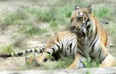 After Jamni tigress, male Gabbar radio-collared in Tadoba