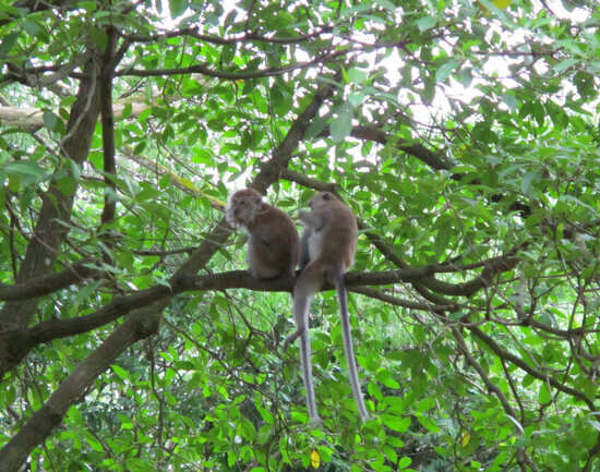 Bukit Timah Nature Reserve