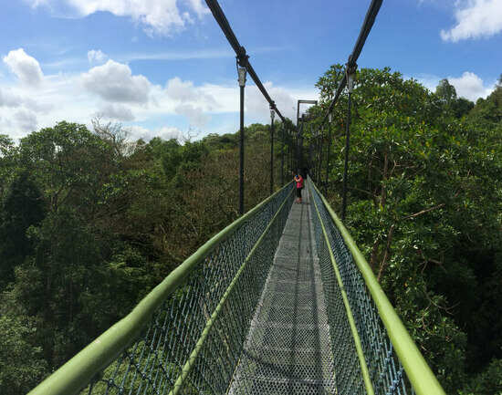 MacRitchie TreeTop Walk