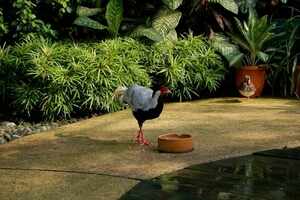 Kuala Lumpur&rsquo;s green oases
