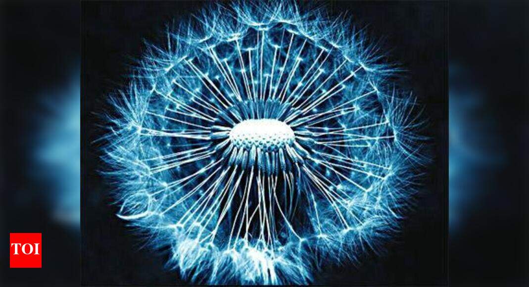 IndianAmerican discovers stem cells to kill brain cancer Times of India