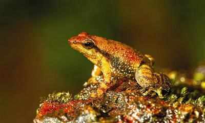 DU professor discovers 7 frog species