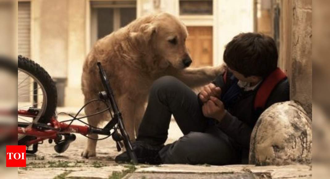 Boy and dog's friendship's tale to open film fest | Bengali Movie News -  Times of India