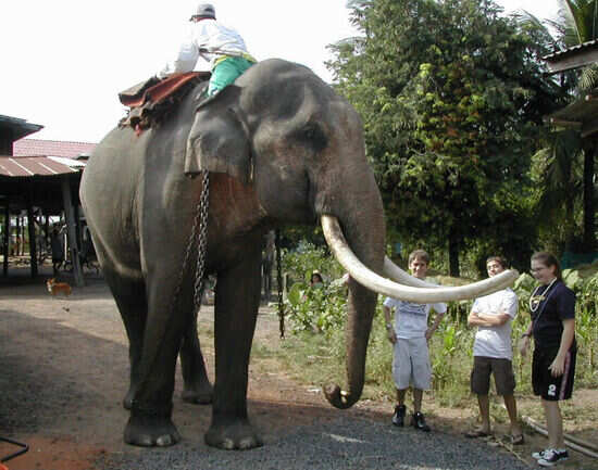 Surin Elephant Round-up