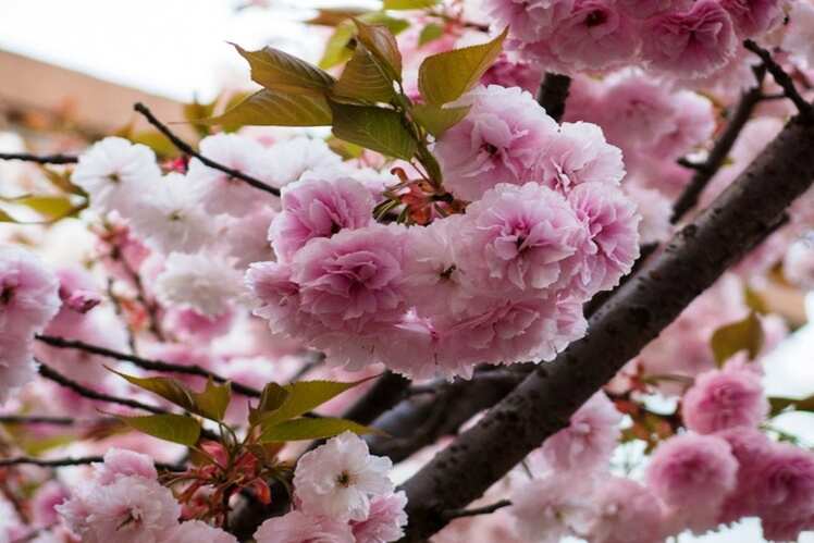 Cherry blossoms
