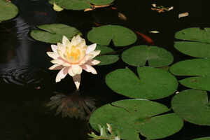 Zilker Botanical Garden
