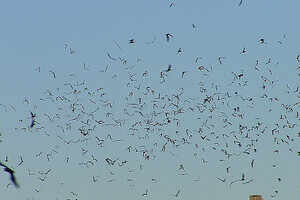 Congress Bridge Bats