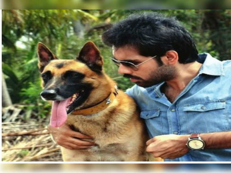 tamil: Bengaluru dog makes it big in Kollywood | Kannada Movie News