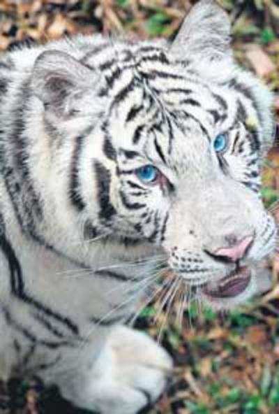 World's first White Tiger Safari to come up in Madhya Pradesh