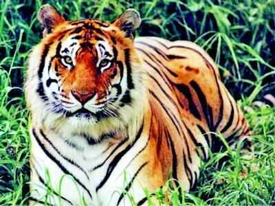 NTCA approves tiger reserve in Chhattisgarh