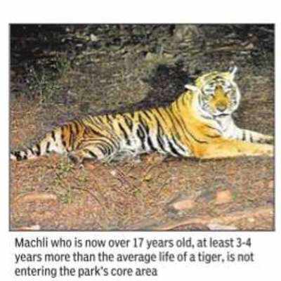 Machli goes blind in one eye, shifts base to Ranthambore’s periphery