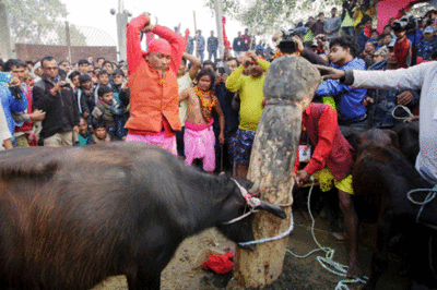 5,000 buffaloes slaughtered in Nepal's animal sacrifice ritual