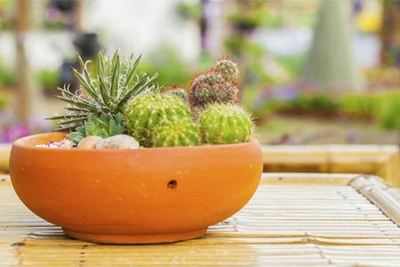 Liven up your home with stylish planters
