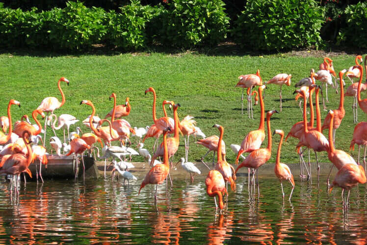 Jungle Island