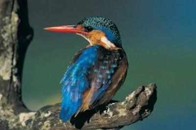 Kingfisher gets trapped in nets on Lokhandwala lake