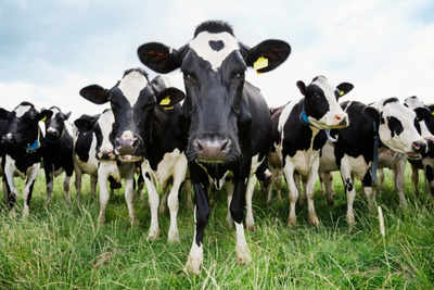 Scientists decipher 'cow speak'