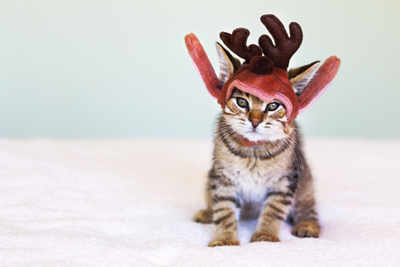 Let your pet make a style statement this X'mas
