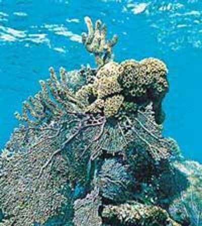 Scientists call for pro-active role to protect coral reefs
