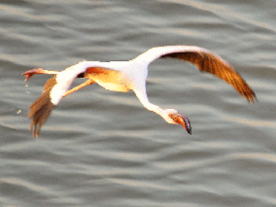 Flamingos give a miss to Ajmer lakes for 3rd time