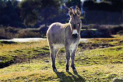 Can donkey milk help you stay healthy?