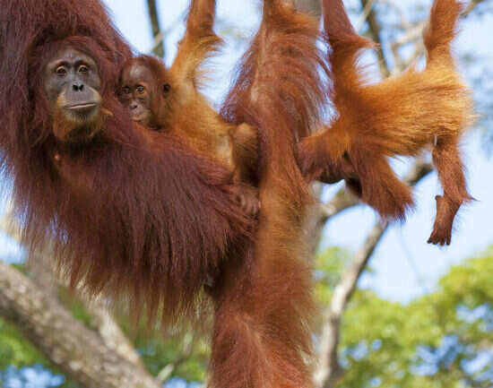 The wild orangutans of Borneo