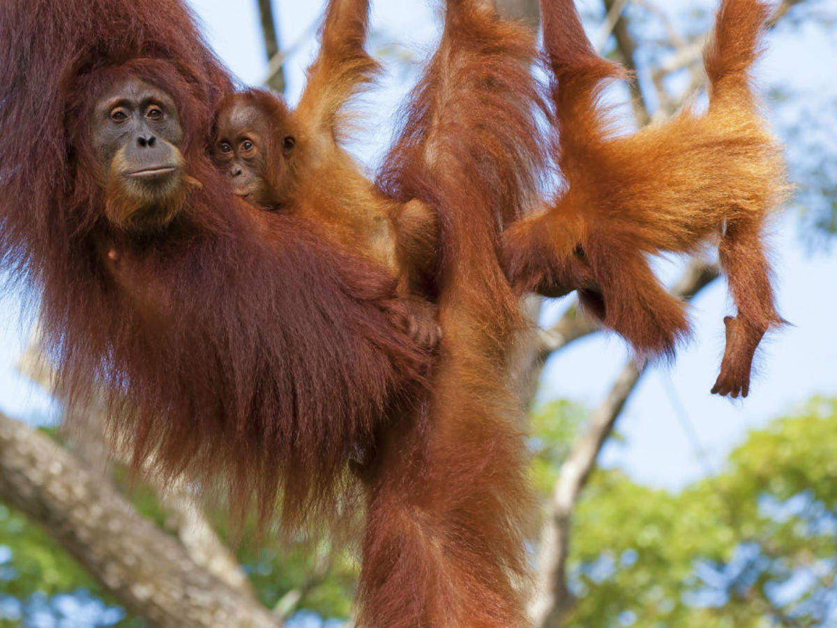 The wild orangutans of Borneo in Malaysia